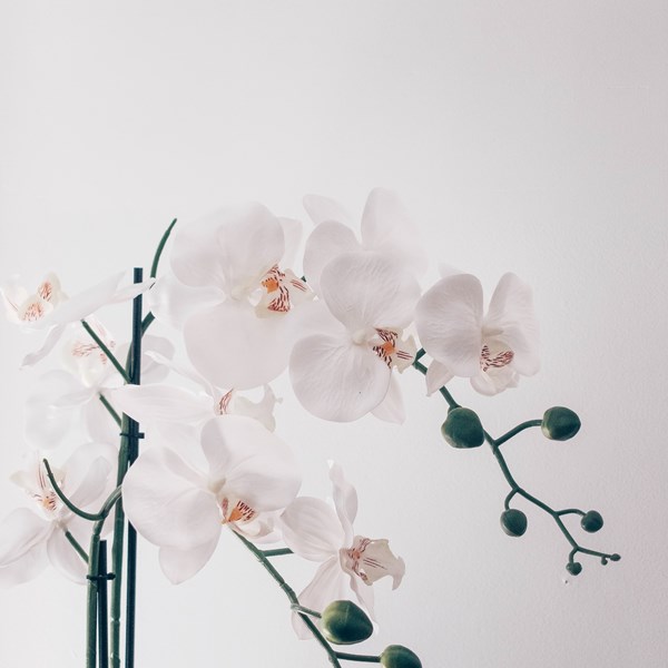 Jess Harper Sunday G7wugr0jj K Unsplash