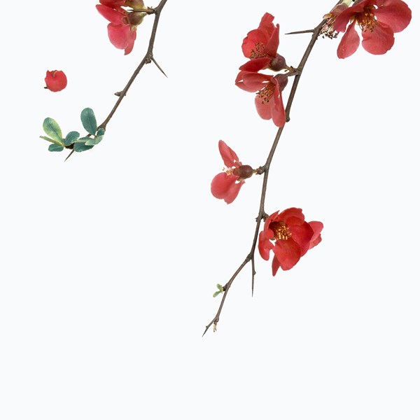 Han Chenxu S87ngbxo4xg Unsplash
